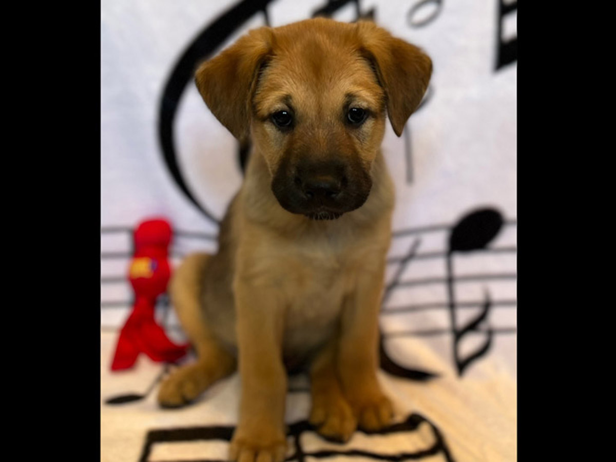 chinook puppy